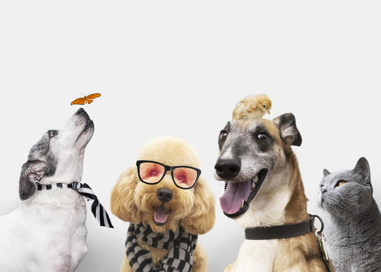 Astrology and Animal Companions: Ideal Pets for Each Zodiac Sign