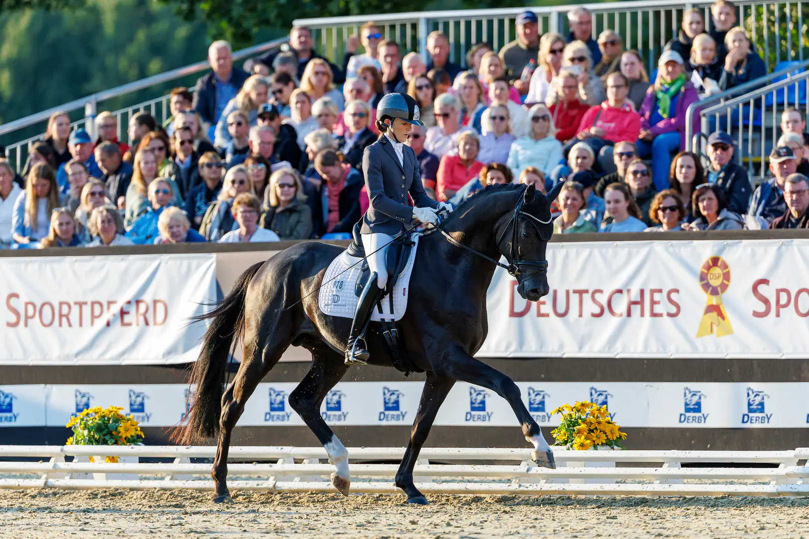Beck´s in black, Hannoveraner Deckhengst