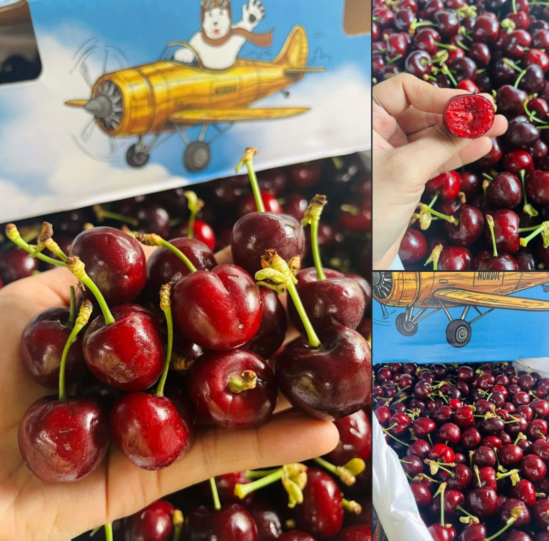 🍒🇺🇸 CHERRY MỸ FLYING BEAR SIÊU NGON 1