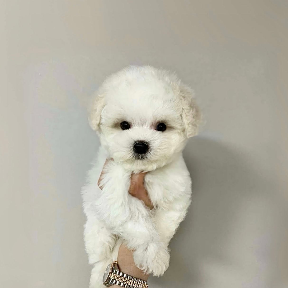 Quân은 다낭 전역에서 강아지를 팝니다. 1