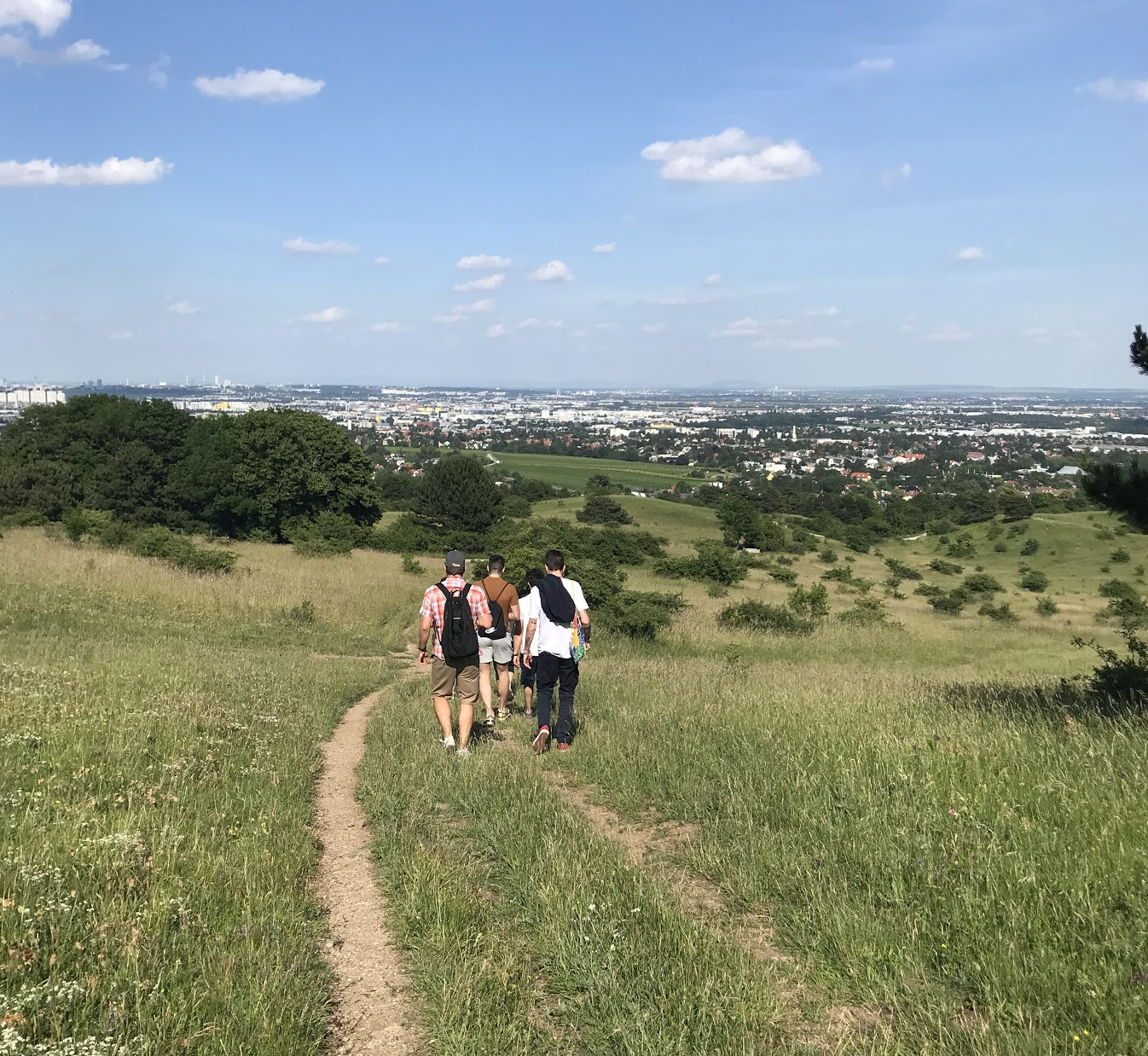 Vinyards in Vienna