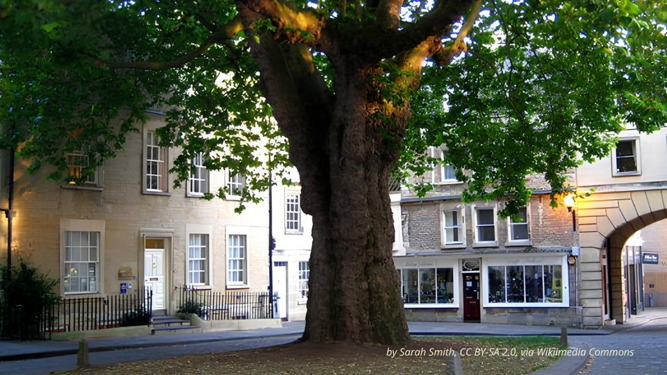 Abbey Green