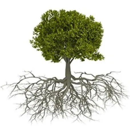 daywork-รูปภาพบริษัท-ต้นไม้ของเรา