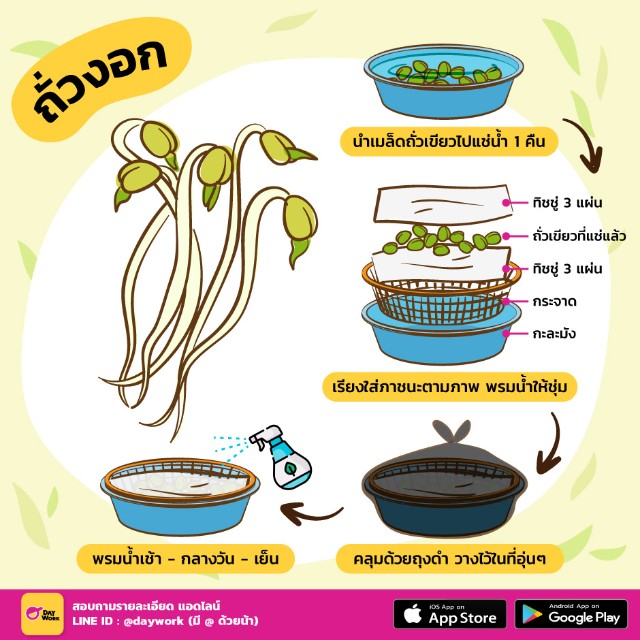 ปลูกถั่วงอก