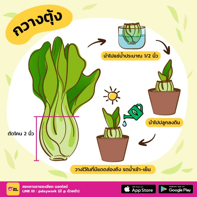 ปลูกกวางตุ้งฮ่องเต้