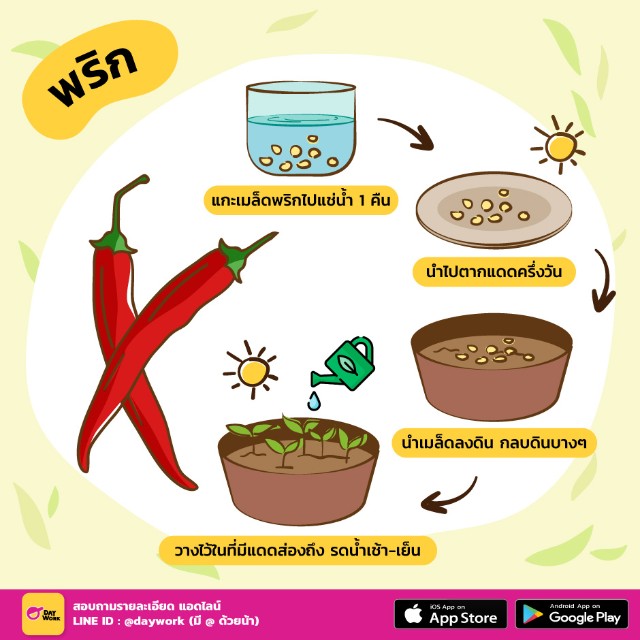 ปลูกพริก