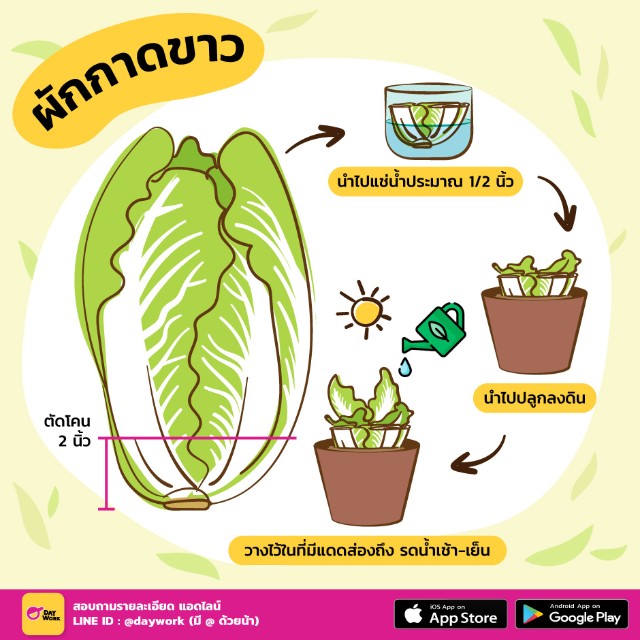 ปลูกผักกาดขาว