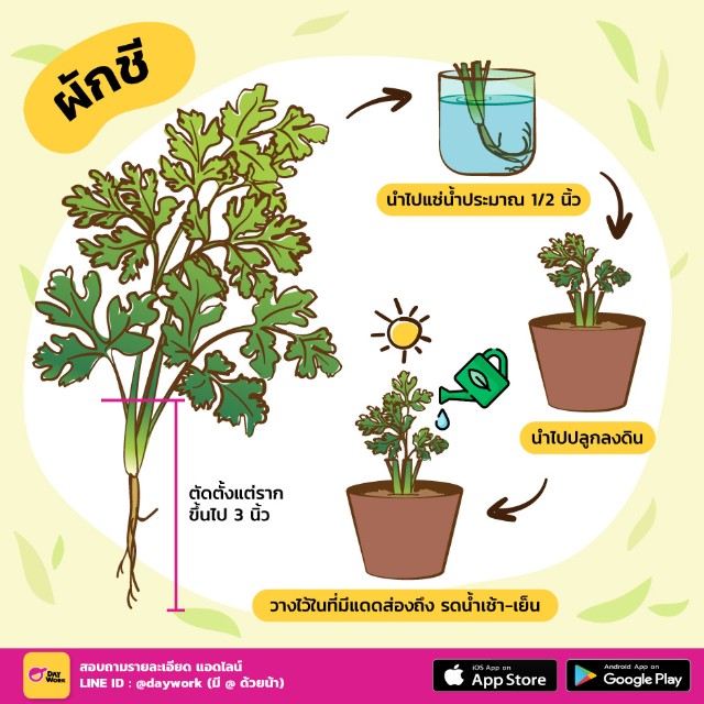 ปลูกผักชี