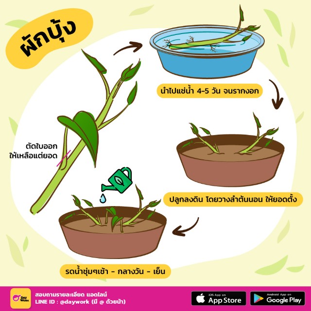 ปลูกผักบุ้ง