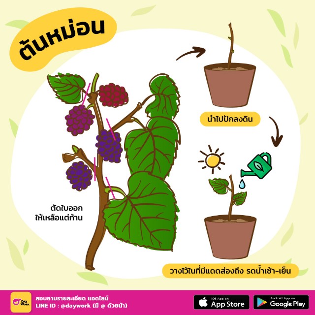 ปลูกต้นหม่อน