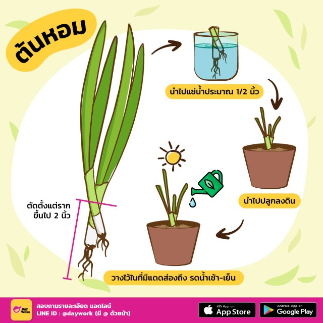 ปลูกต้นหอม