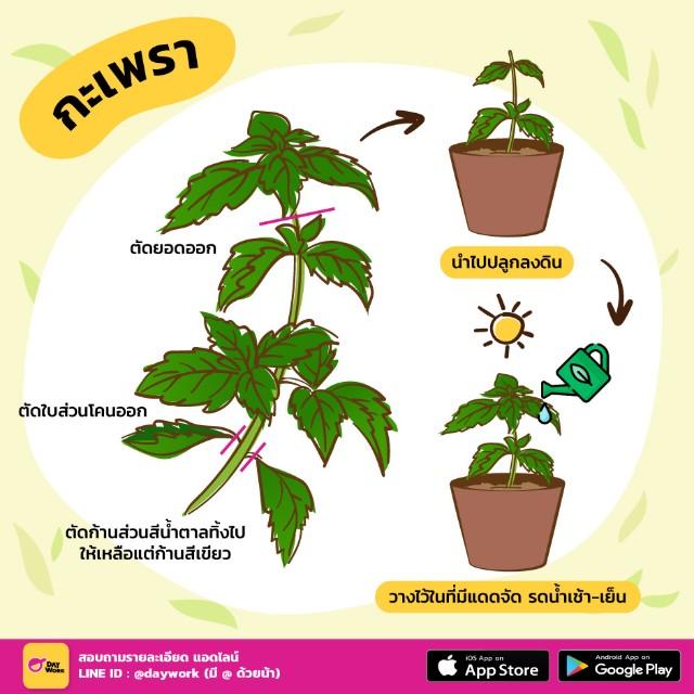 ปลูกกะเพรา