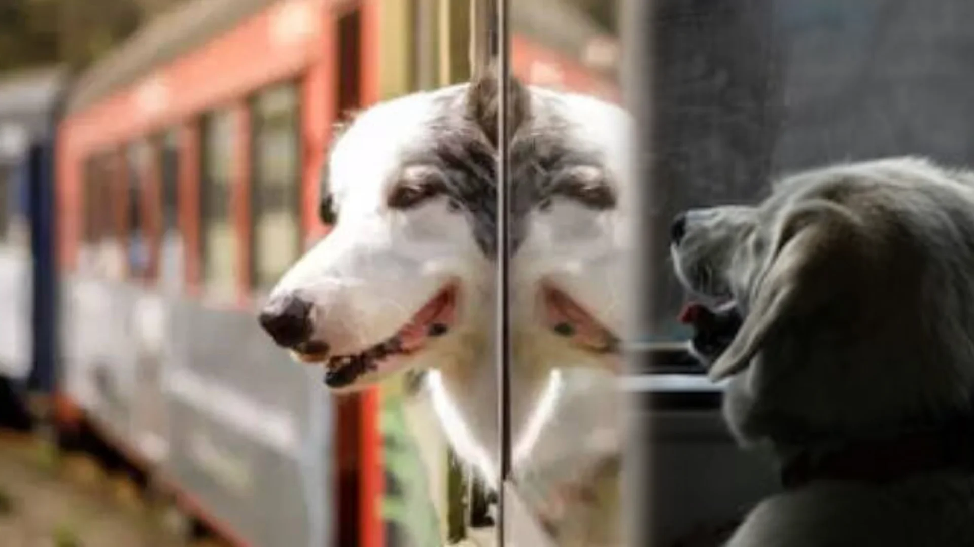 सावधान ! पालतू जानवरों के साथ ट्रेन में यात्रा के लिए सख्त निर्देश, बिना बुकिंग पशु ले जाने पर 6 गुना जुर्माना,उल्लंघन पर होगी कड़ी कार्रवाई