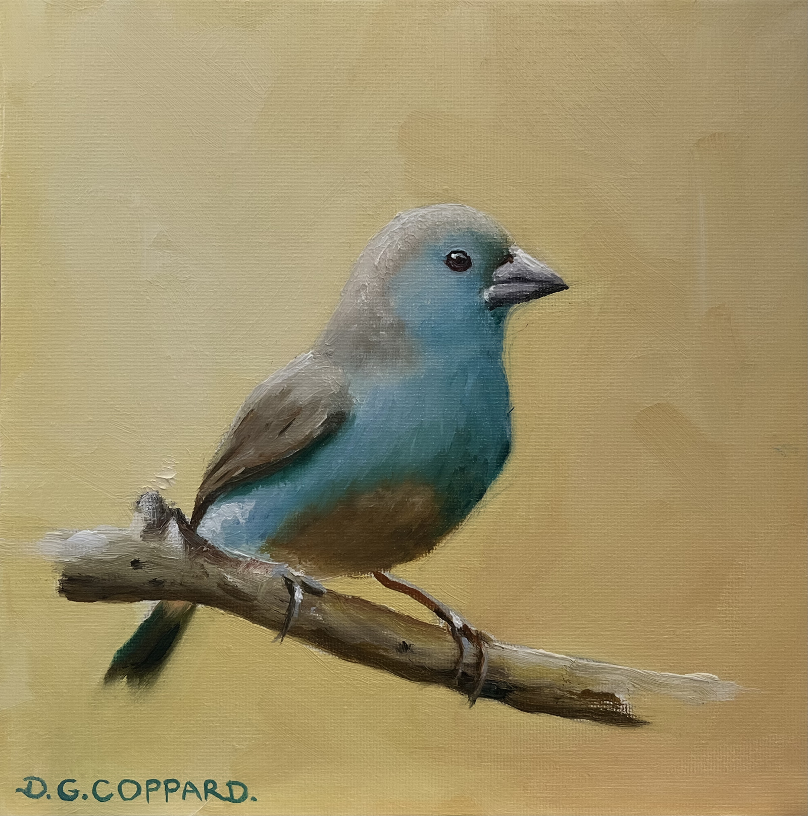 Blue Waxbill - Oil on canvas board by Dylan Coppard, 2023, 8 x 8 inches, Nature