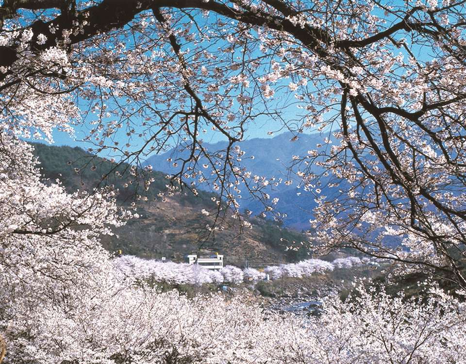 하동/구례 벚꽃 당일치기 4월1일