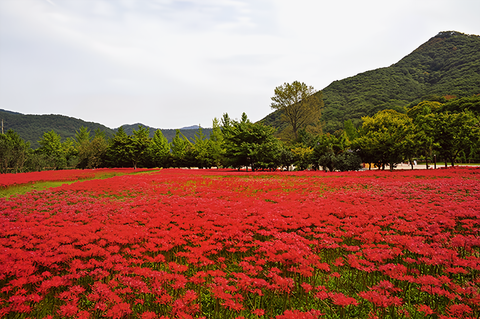 고창 상사화 당일치기 9월29일