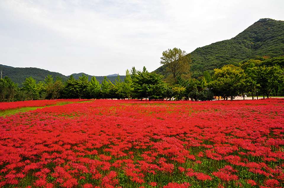 고창 상사화 당일치기 9월29일