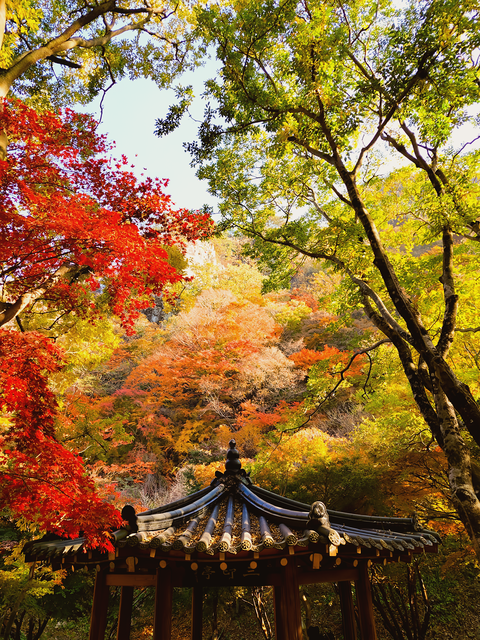 순창 단풍 당일치기 10월30일