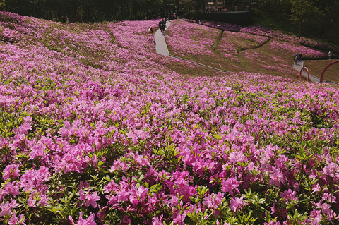 [출발확정] 불암산 철쭉 나들이 4월20일
