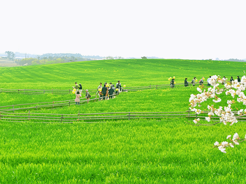 고창 청보리 당일치기 5월 12일