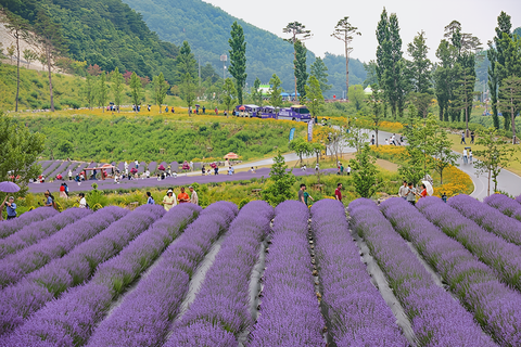 삼척/동해 라벤더 당일치기 6월 23일