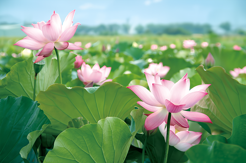 부여 연꽃 당일치기 7월 10일