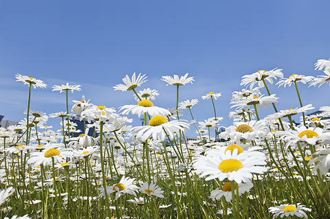 정읍 구절초 당일치기 10월 17일