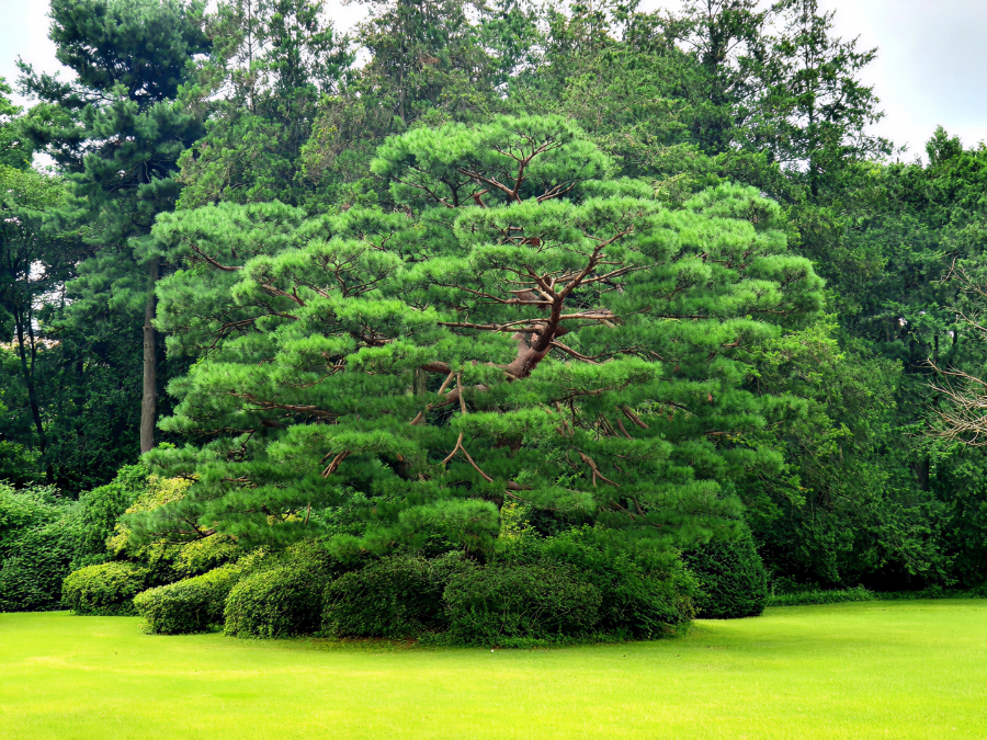 홍릉숲 나들이 5/9 & 5/22