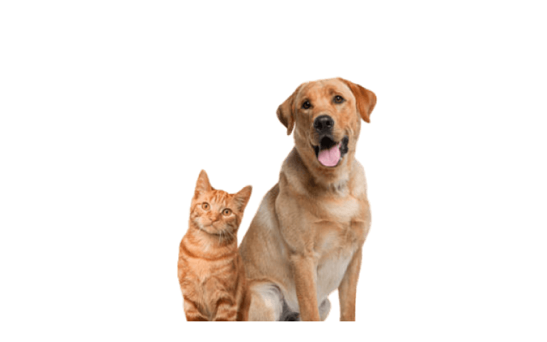 amazon-promo-codes-and-best-deals-for-pet-supplies