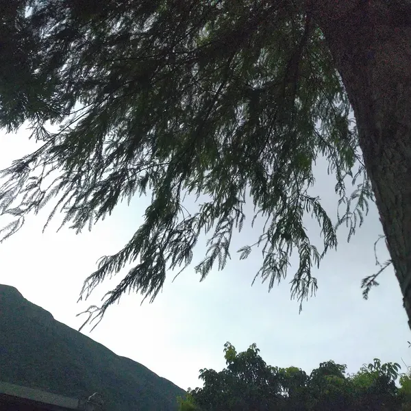 詠楓 - 好像喜歡很久了

曾經的朋友，現在的陌生人

一個就算擦肩而過也不會給對方哪怕是一個眼神甚或打一個招呼的人

他從不知道這只是一個為了不讓自己顯得一廂情願，也不想失
