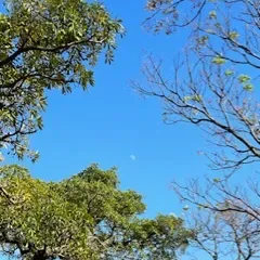 鹿角山蘇 - 當年紀快到人生的一半時，再怎麼喜歡跟暗戀，都沒有比能看著你一切安好要來得美好了。就算物理距離有點遠，還是希望我們的心可以近一點。不一定要成為陪伴你終身的那個人，但是希望能和你當一輩子的朋友，這樣