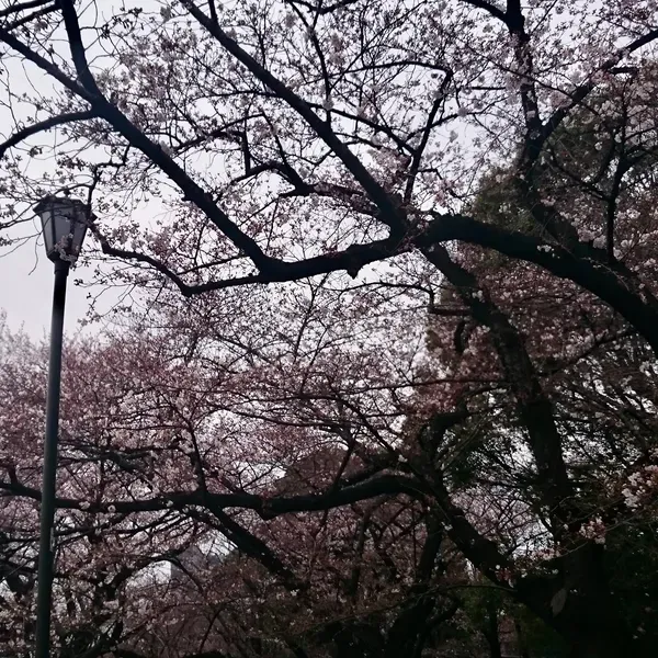 Xian - 想要任性的到東京一趟，看盡遍野綻放的櫻花，瀟灑的淋一場漫天飛舞的花雨，仔細的品嚐一切的美好。