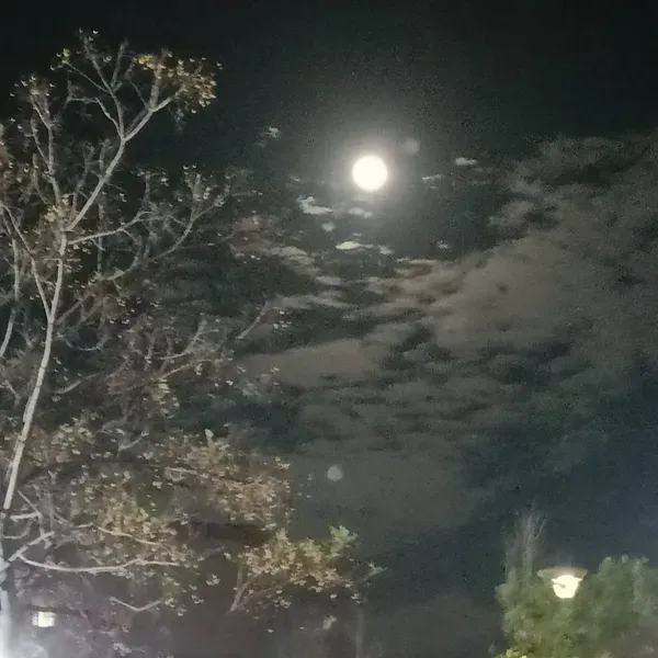 鯨魚 - 月亮,你能否讓我變成一隻在大海裡自由自在的魚兒
感覺當魚兒可以開心一點?我總覺得心裡開心不起來,空空的…
月亮阿,你可否告訴我我到底怎麼了?