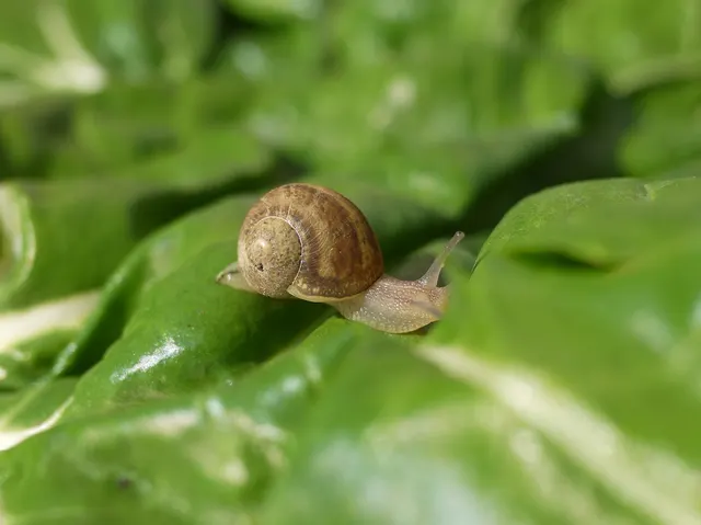 La Cagette de Belleville — amap · point de distribution vegan à Paris