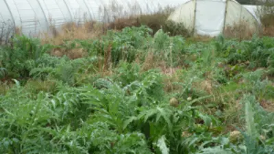 AMAP Les Graines de Belleville — amap · point de distribution vegan à Paris
