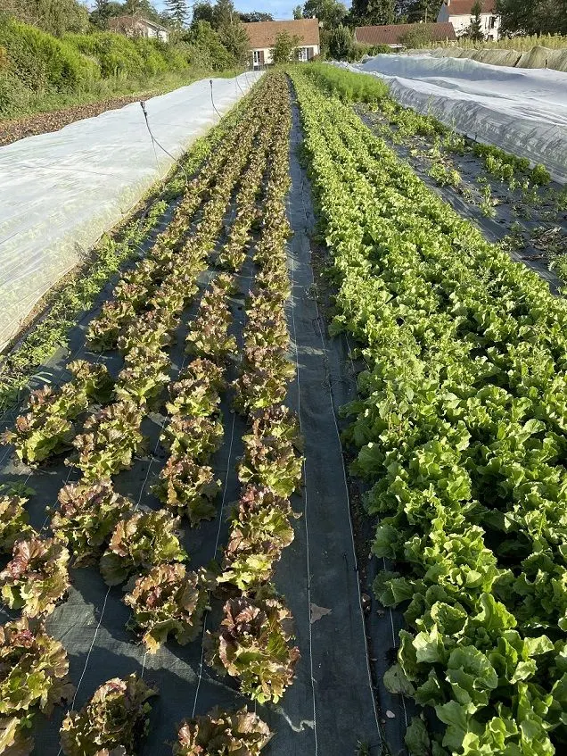 AMAP Chœur Bio — amap · point de distribution (94) vegan à Nogent-sur-Marne