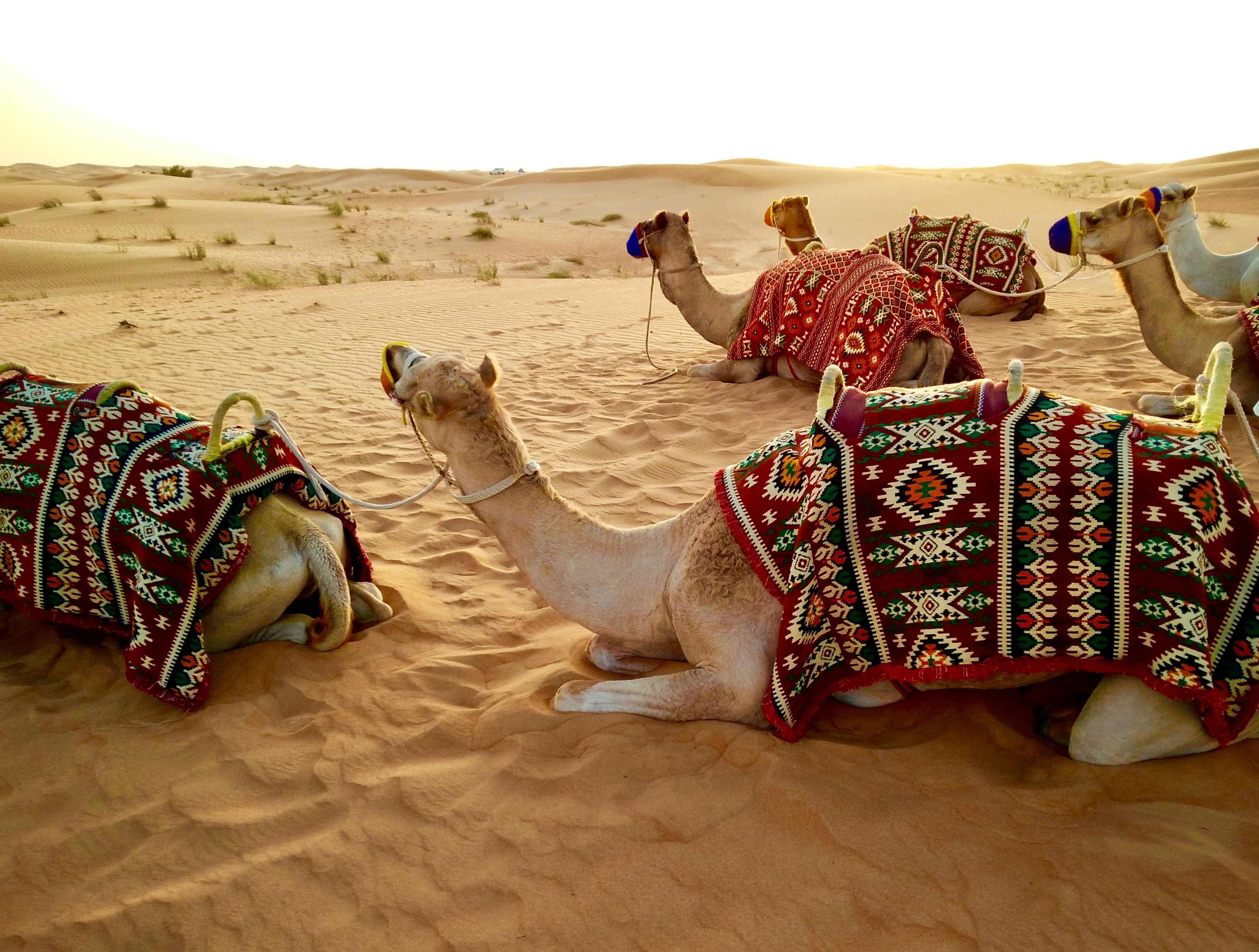 dubai tours, tourism dubai, safari dubai