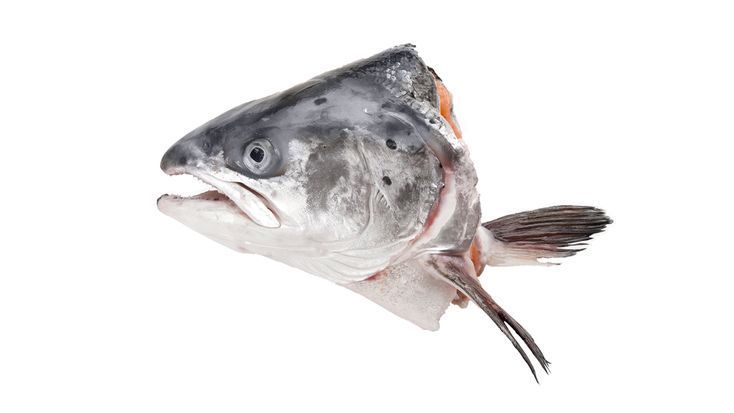 CABEZA DE PESCADO TILAPIA NEGRA