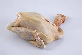 gallina
