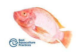 tilapia entero kilo