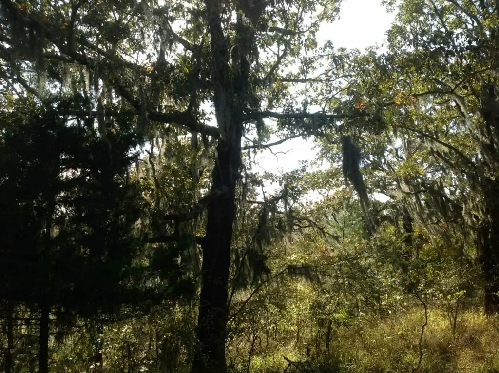 Grid image 4