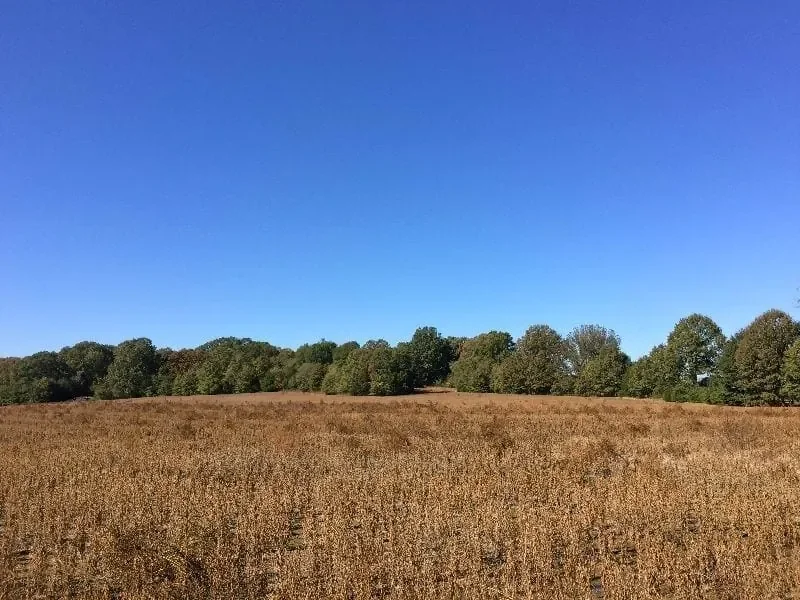 Grid image 3