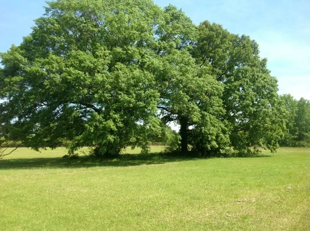 Grid image 3