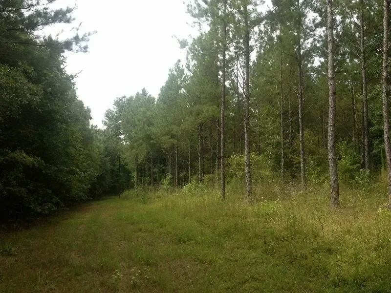 Grid image 2