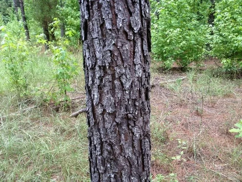 Grid image 4