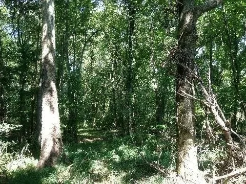 Grid image 4