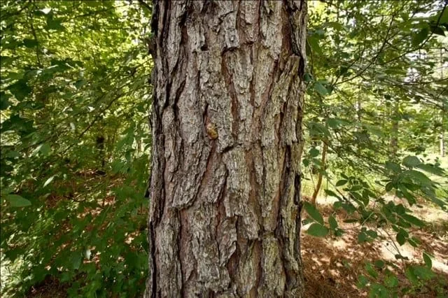 Grid image 5