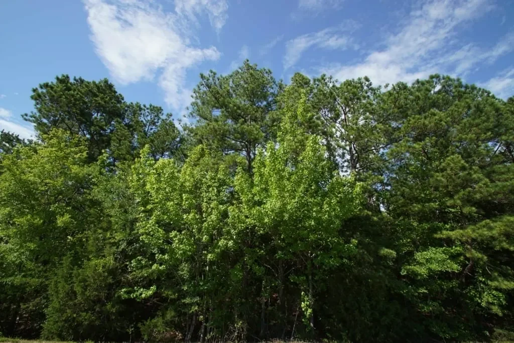 Grid image 4