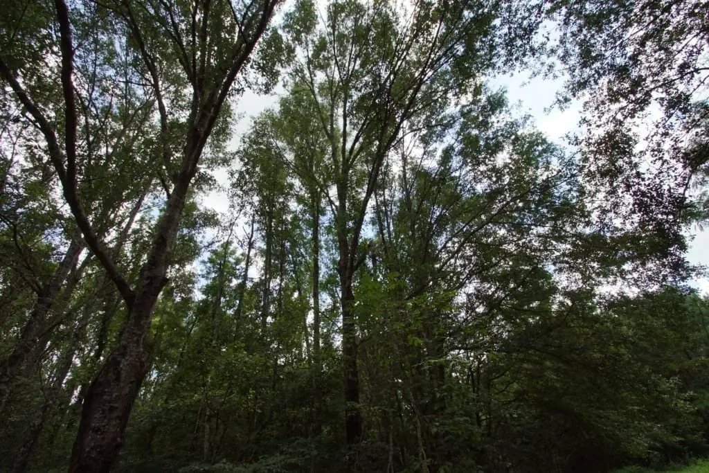 Grid image 4