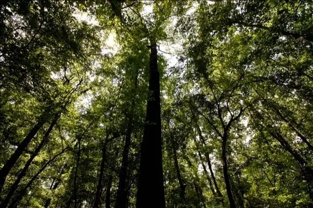 Grid image 5